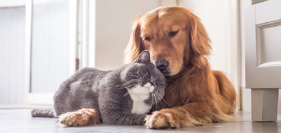 Comment traiter les tiques et les puces du chien et du chat ?