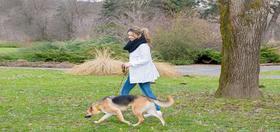 Les bons gestes au quotidien pour votre chien