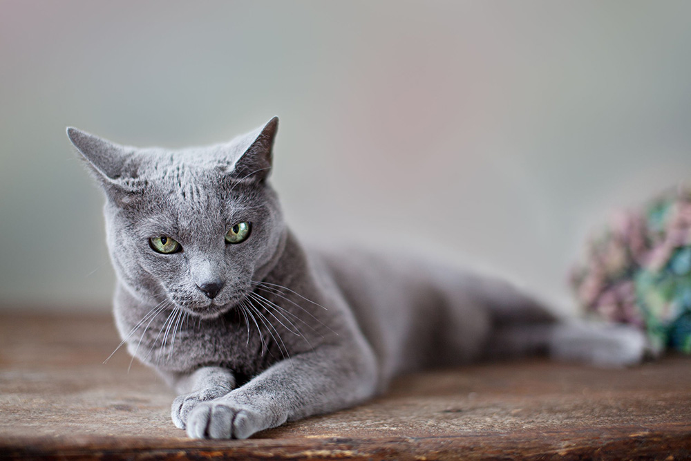 L’essentiel à savoir sur le chat bleu russe