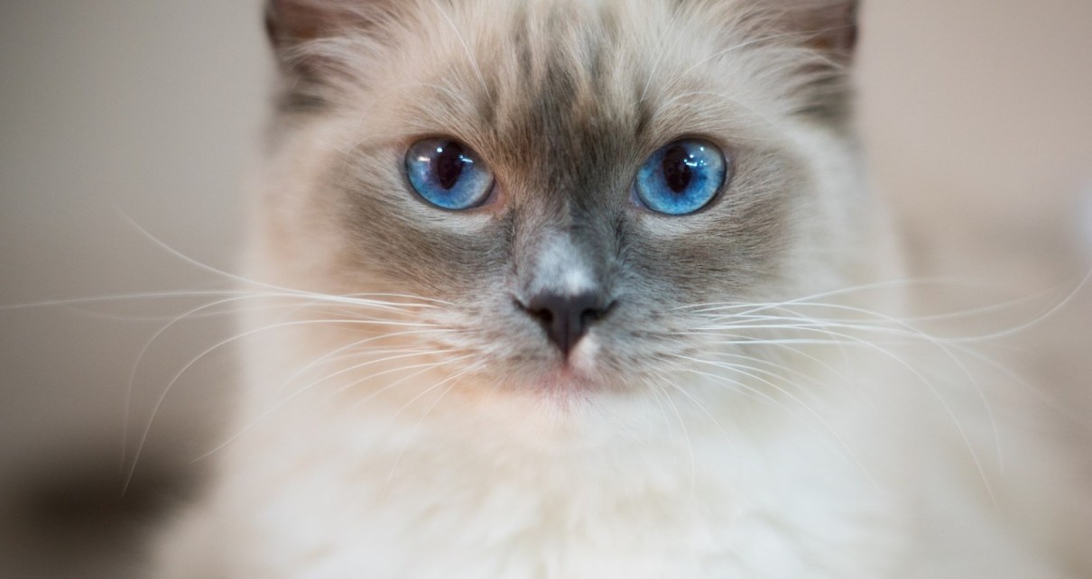 Ragdoll : une boule de poils qui fait un bon compagnon