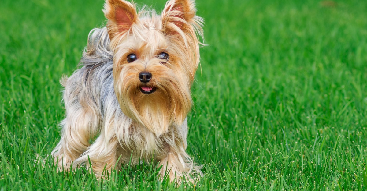 Quelles sont les particularités du yorkshire terrier ?